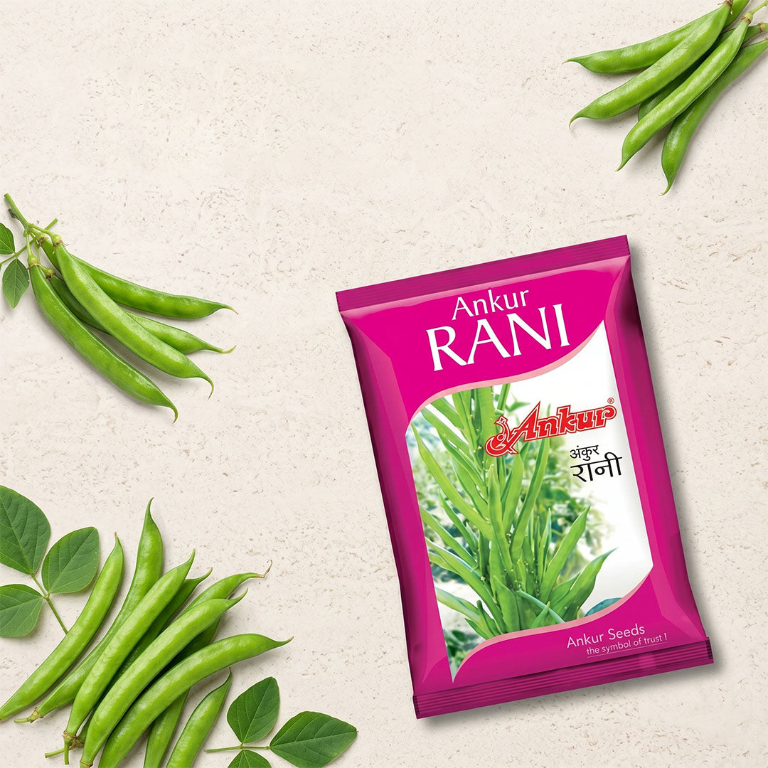 Gaur Ankur Rani Seeds Online | Dhartibeej