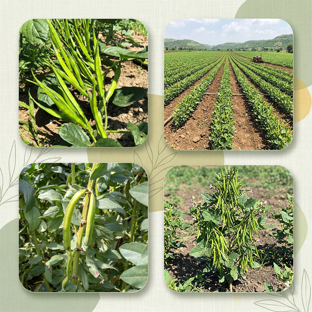 Gaur Seeds Online | Dhartibeej