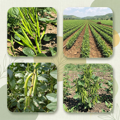 Gaur Seeds Online | Dhartibeej