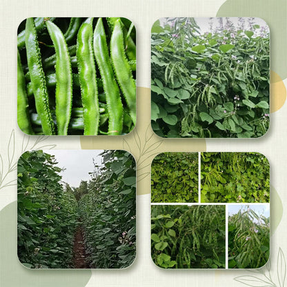 Beans  Seeds for High Yield Farming | Dhartibeej
