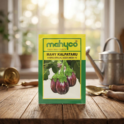 Brinjal Mahyco Kalpataru Seeds Online | Dhartibeej
