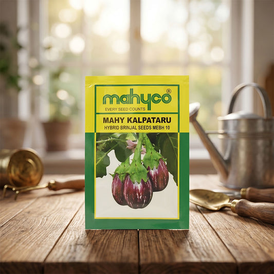 Brinjal Mahyco Kalpataru Seeds Online | Dhartibeej
