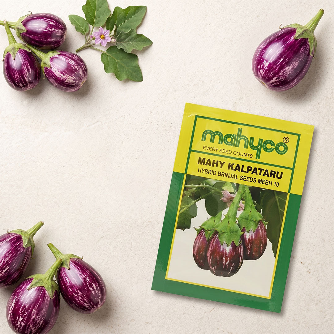 Brinjal Mahyco Kalpataru Seeds Online | Dhartibeej