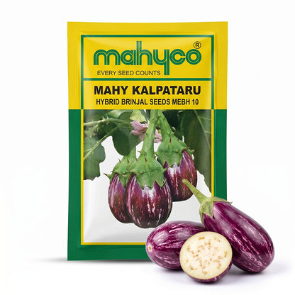 Brinjal Mahyco Kalpataru Seeds Online | Dhartibeej