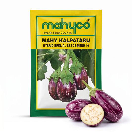 Brinjal Mahyco Kalpataru Seeds Online | Dhartibeej