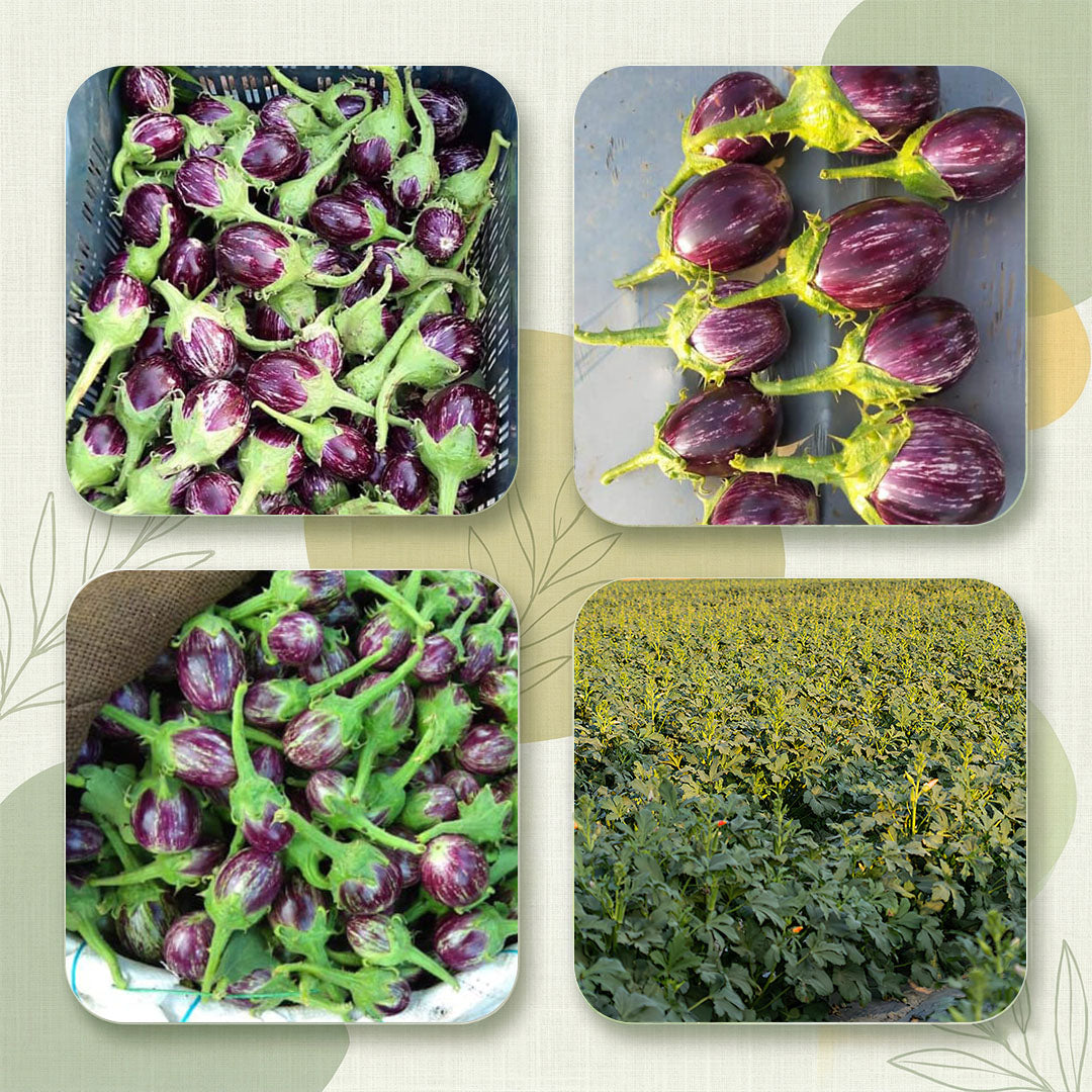 Brinjal  Seeds Online | Dhartibeej