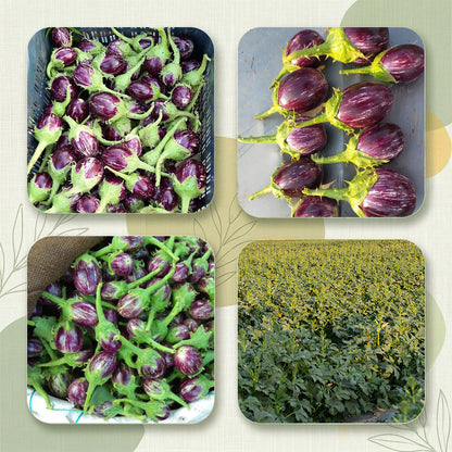 Brinjal  Seeds Online | Dhartibeej
