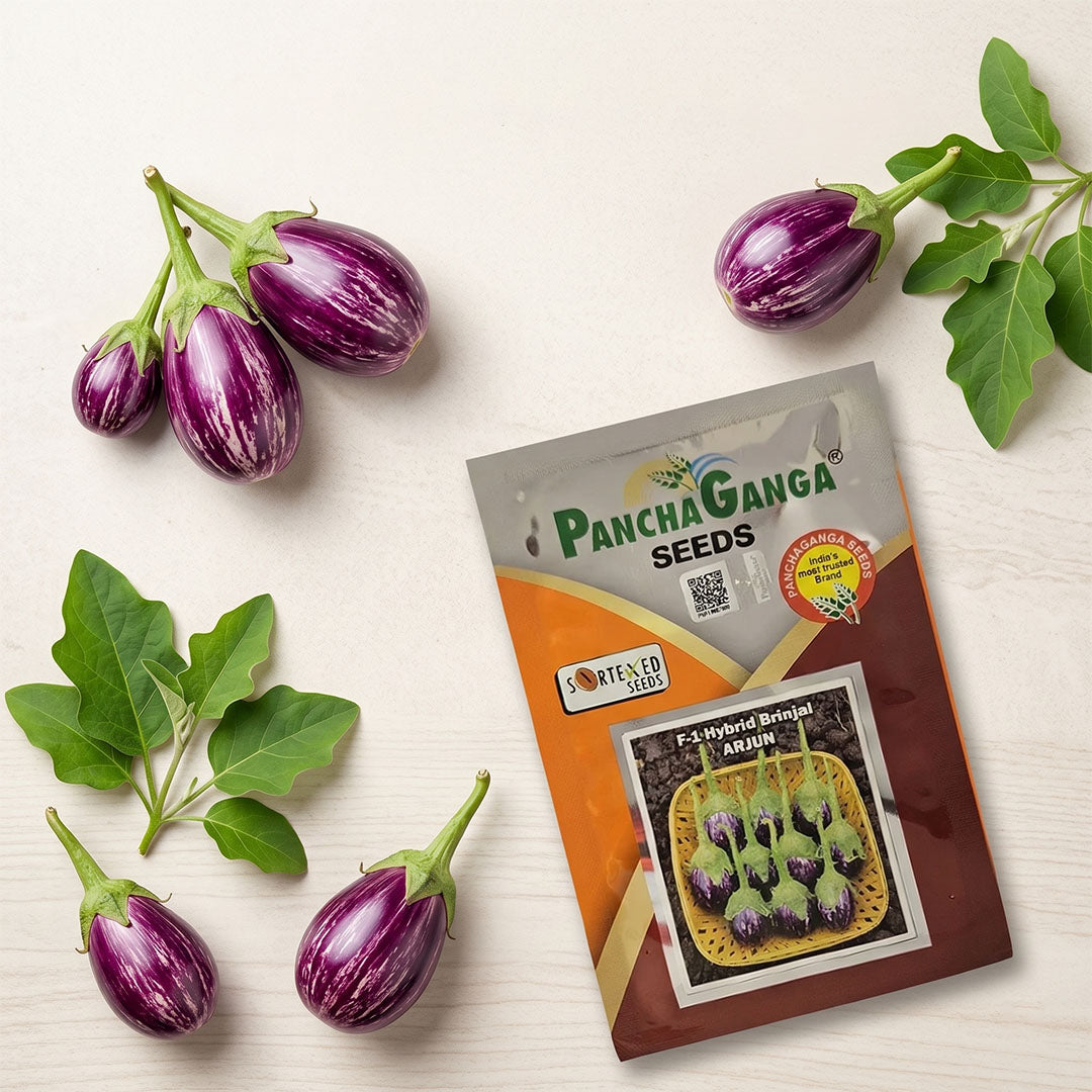 Brinjal Pancha Ganga Arjun Seeds Online | Dhartibeej