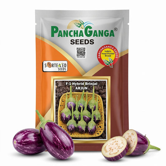 Brinjal Pancha Ganga Arjun Seeds Online | Dhartibeej