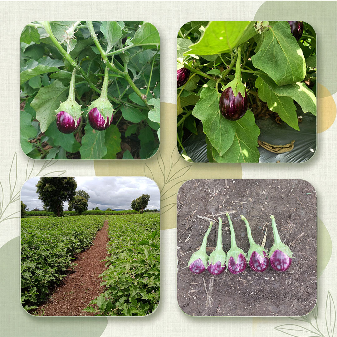 Brinjal Seeds Online | Dhartibeej