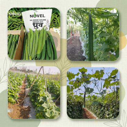 Ridgegourd Novel Nrgh 324 Dhruv Seeds Online | Dhartibeej