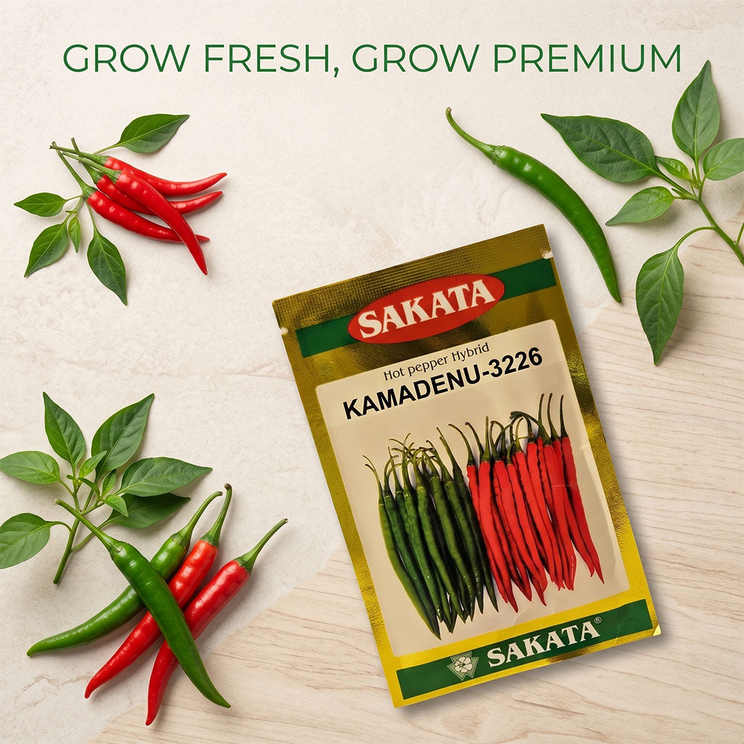 Chilli Sakata Kamadenu Seeds for High Yield Farming | Dhartibeej