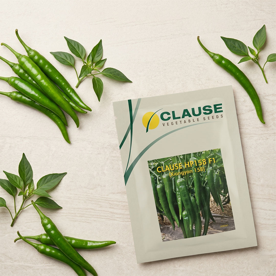 Chilli Clause Hp 158 F1 Seeds Online | Dhartibeej
