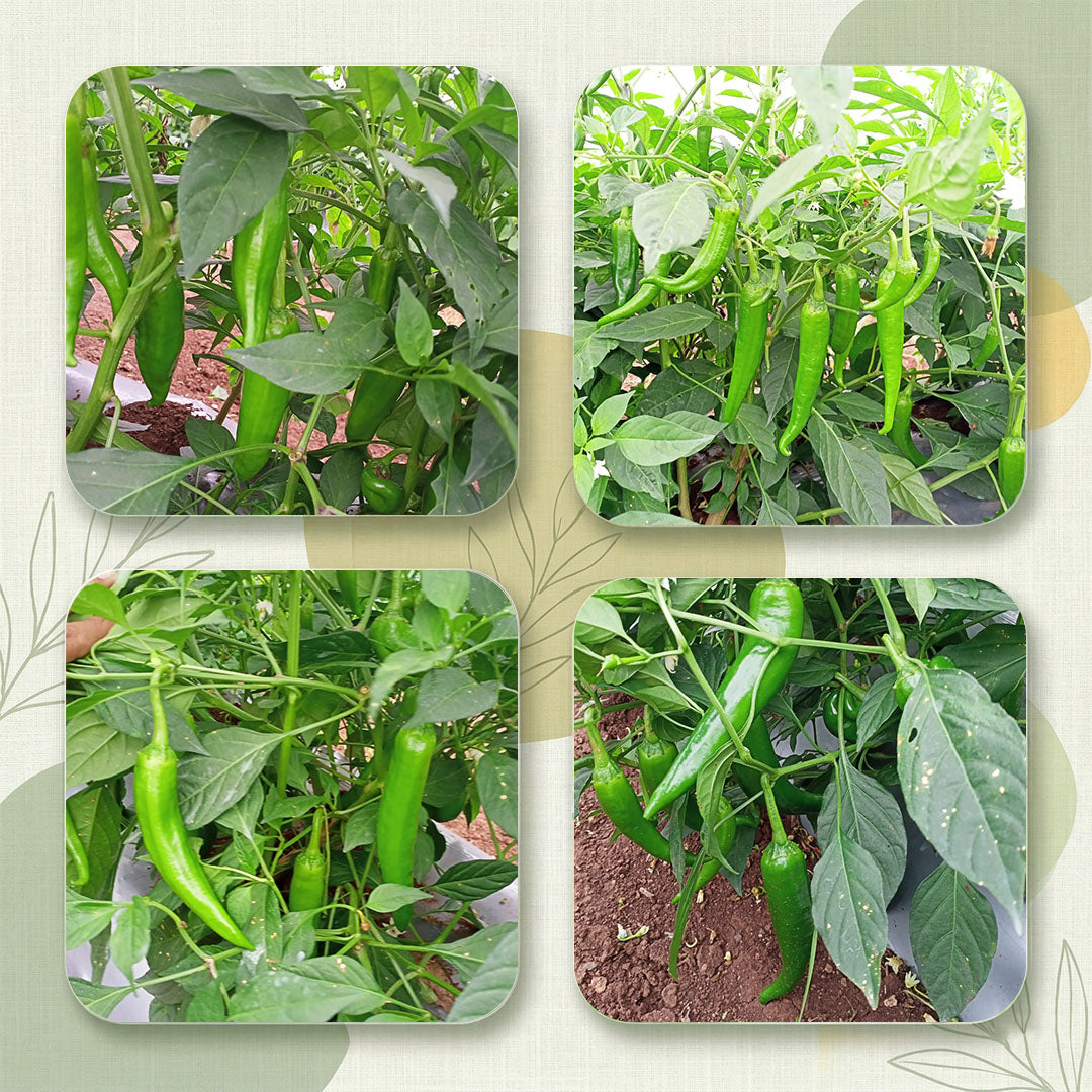 Chilli Seeds Online | Dhartibeej