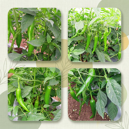 Chilli Seeds Online | Dhartibeej