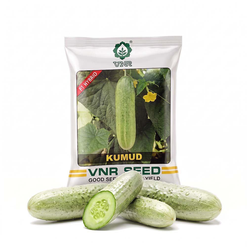Cucumber Vnr Kumud