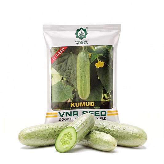 Cucumber Vnr Kumud
