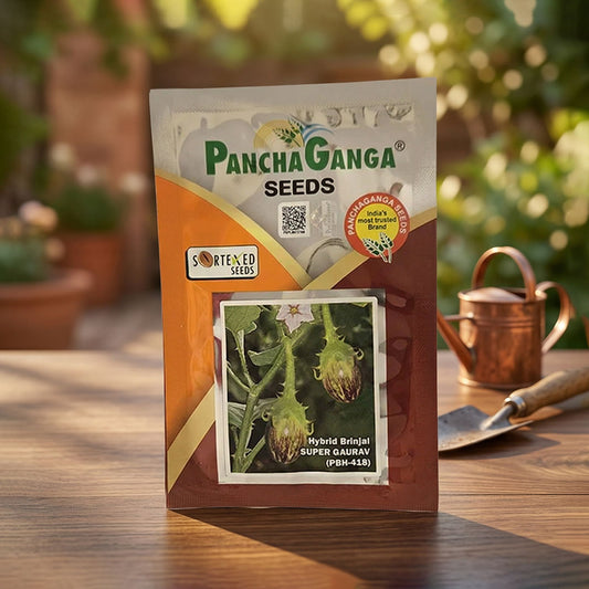 Brinjal Panchaganga Super Gaurav Seeds Online | Dhartibeej