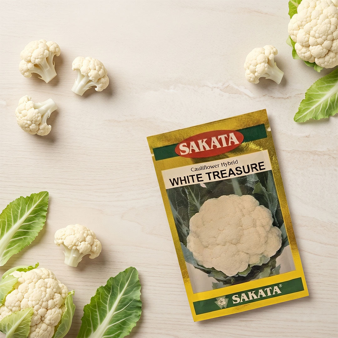 Cauliflower Sakata White Treasure Seeds for High Yield Farming | Dhartibeej