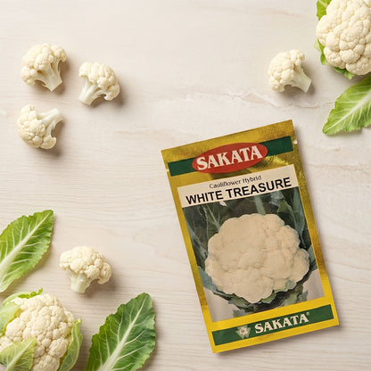 Cauliflower Sakata White Treasure Seeds for High Yield Farming | Dhartibeej