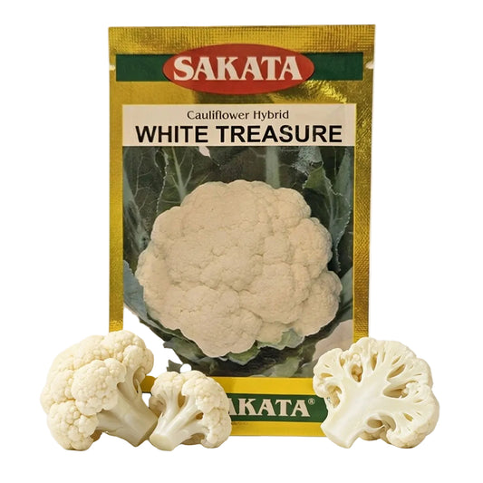Cauliflower Sakata White Treasure Seeds for High Yield Farming | Dhartibeej