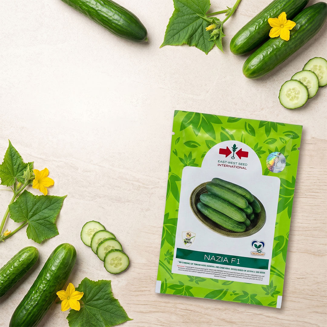 Cucumber East West Nazia F1 Seeds for High Yield Farming | Dhartibeej