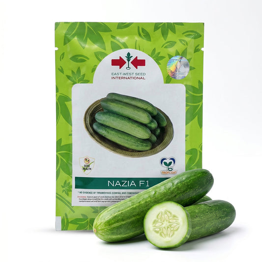 Cucumber East West Nazia F1 Seeds for High Yield Farming | Dhartibeej