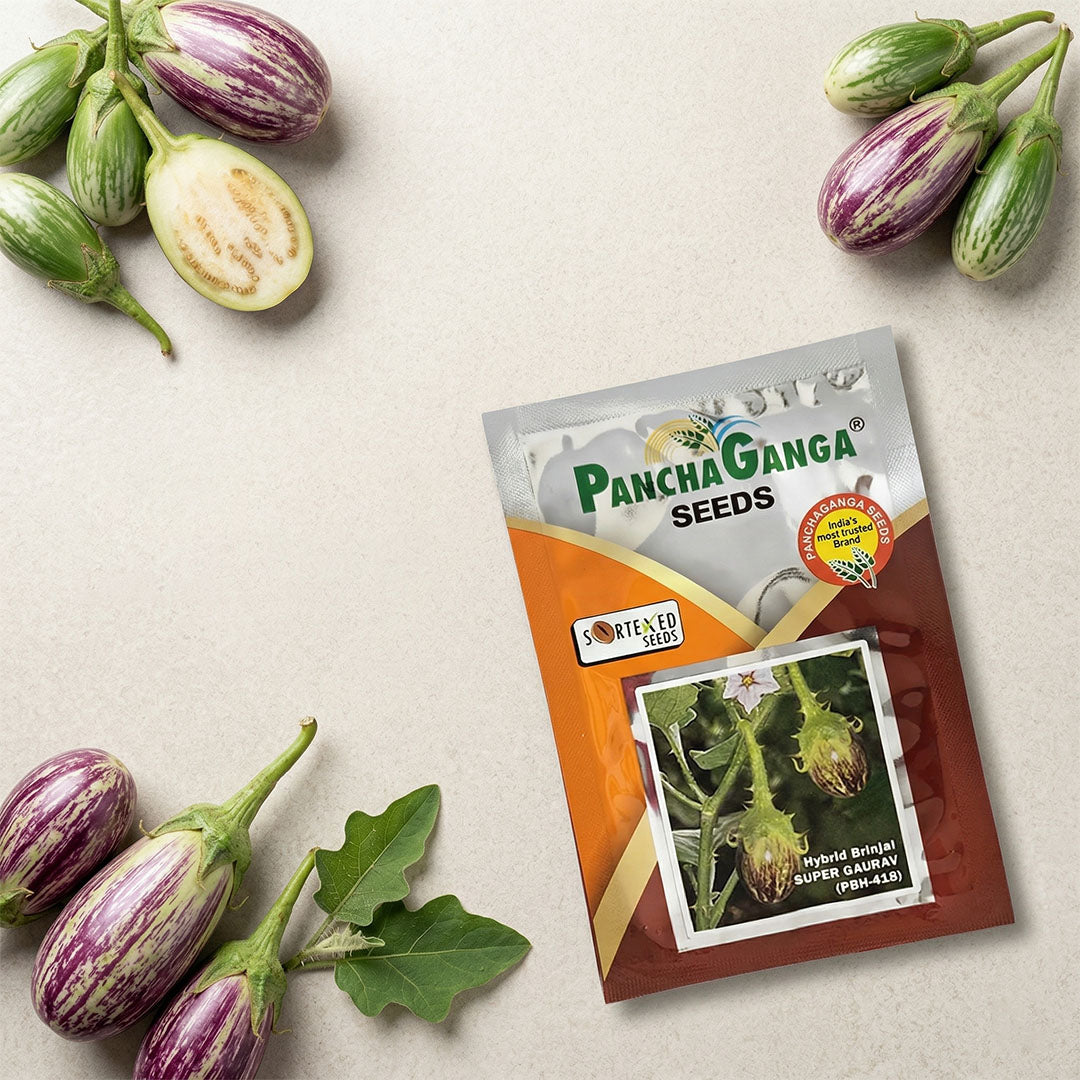 Brinjal Panchaganga Super Gaurav Seeds Online | Dhartibeej