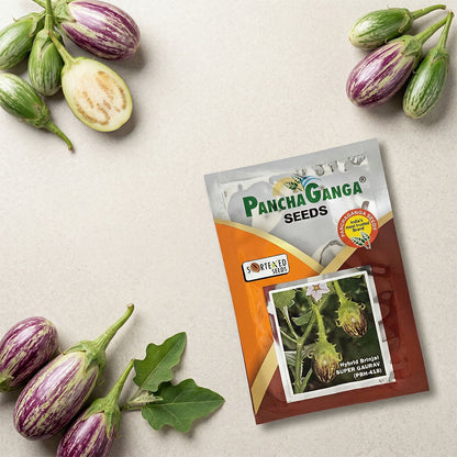 Brinjal Panchaganga Super Gaurav Seeds Online | Dhartibeej