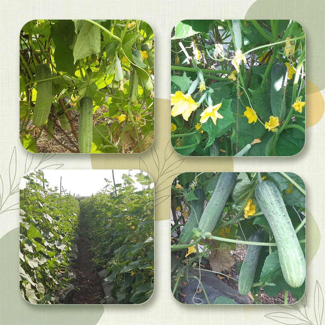 Cucumber Seeds for High Yield Farming | Dhartibeej