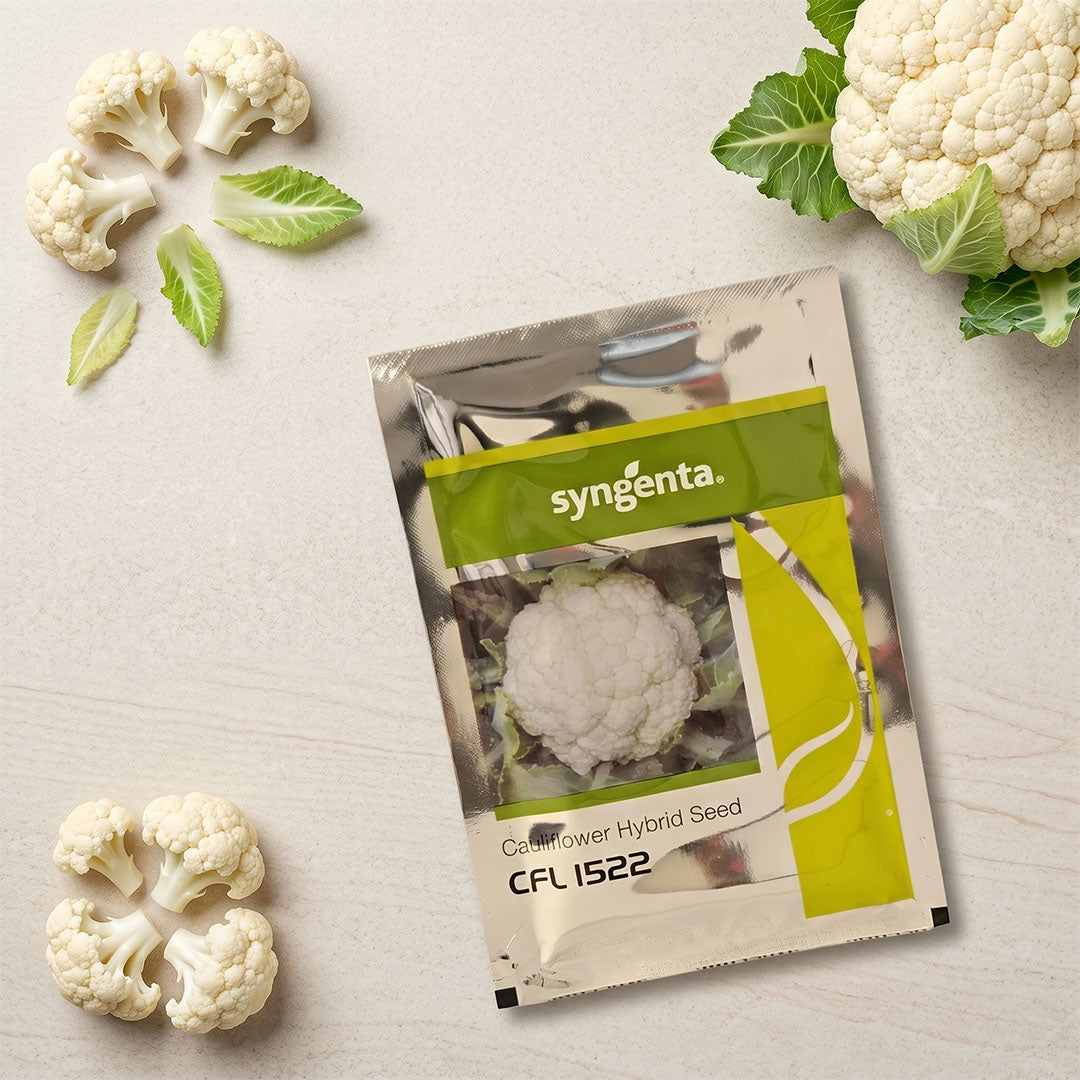 Cauliflower Syn 1522 Seeds Online | Dhartibeej