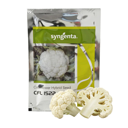 Cauliflower Syn 1522 Seeds Online | Dhartibeej