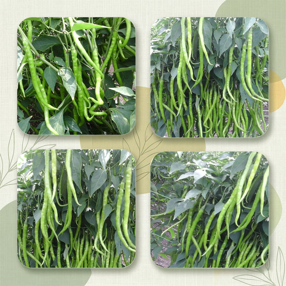 Chilli Seeds Online | Dhartibeej