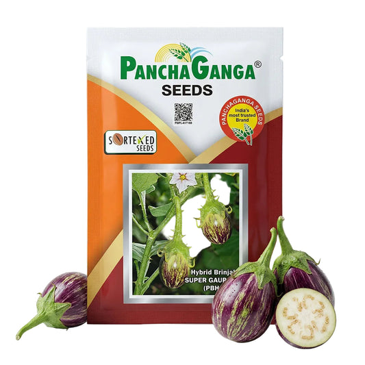 Brinjal Panchaganga Super Gaurav Seeds Online | Dhartibeej