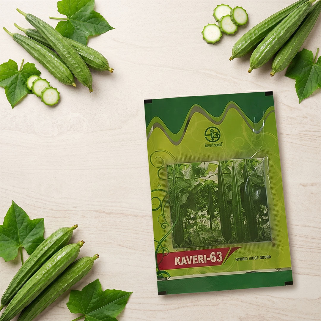 Ridgegourd Kaveri-63 Seeds for High Yield Farming | Dhartibeej