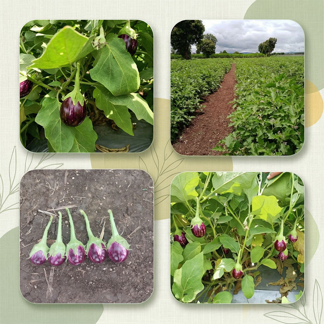 Brinjal Seeds Online | Dhartibeej