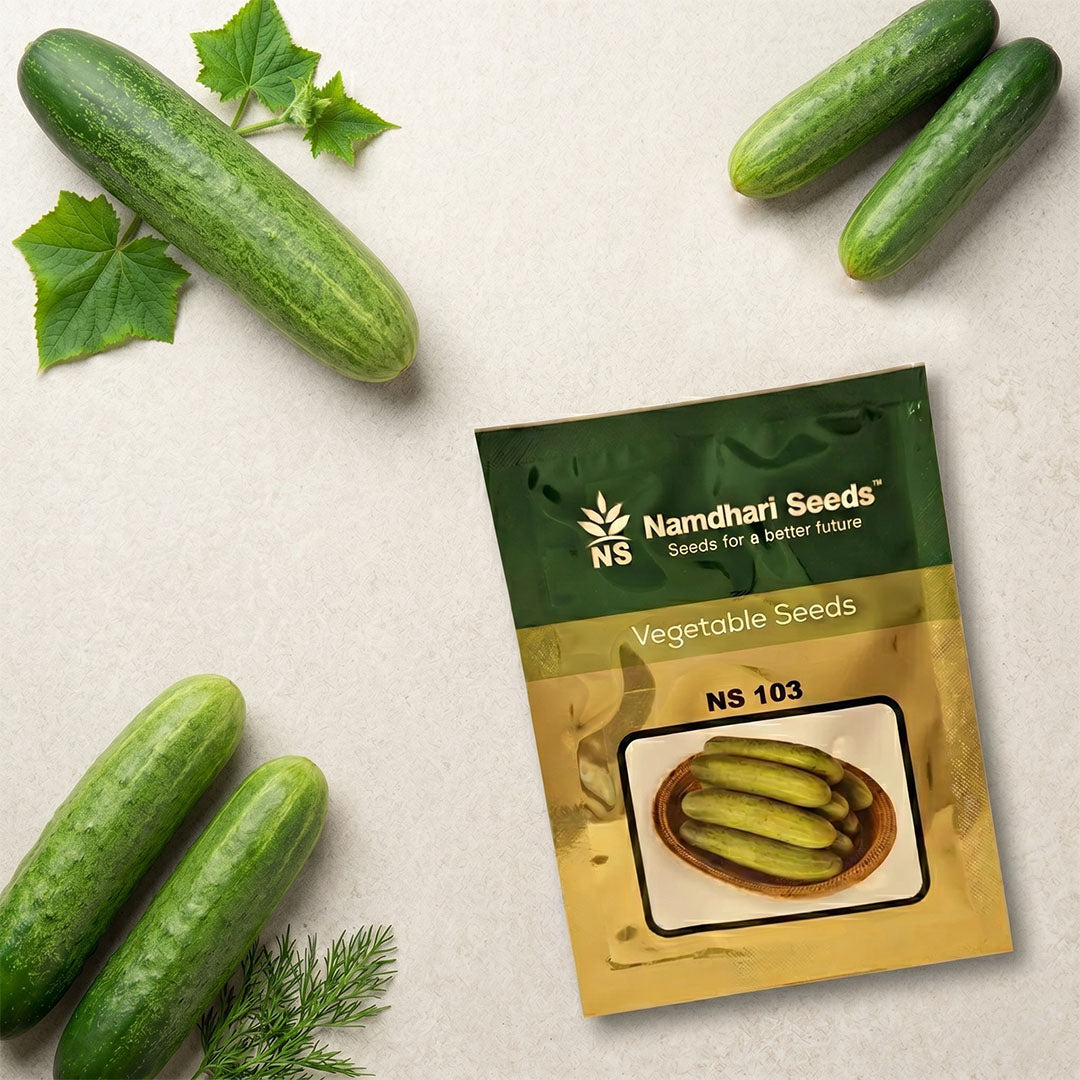 Cucumber Ns 103 Seeds Online | Dhartibeej