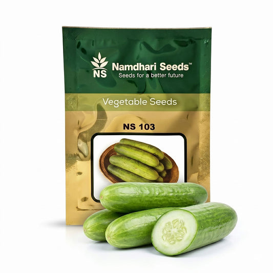 Cucumber Ns 103 Seeds Online | Dhartibeej