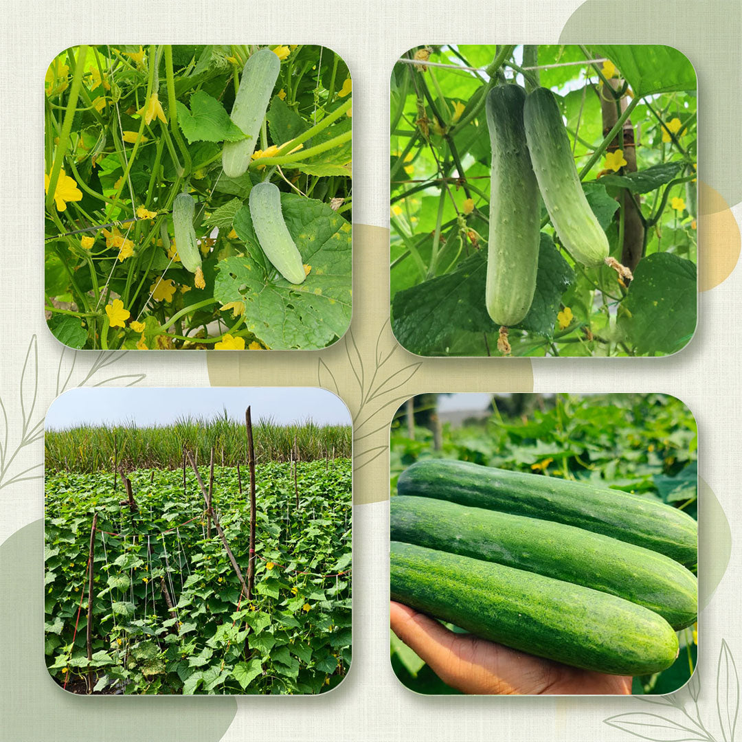 Cucumber Seeds Online | Dhartibeej