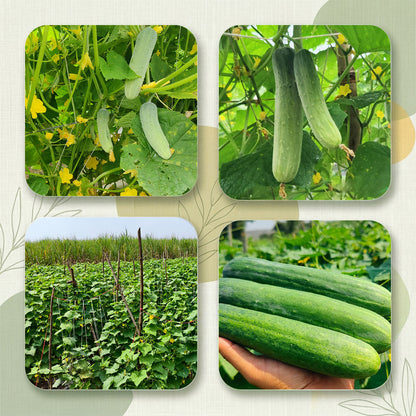 Cucumber Seeds Online | Dhartibeej