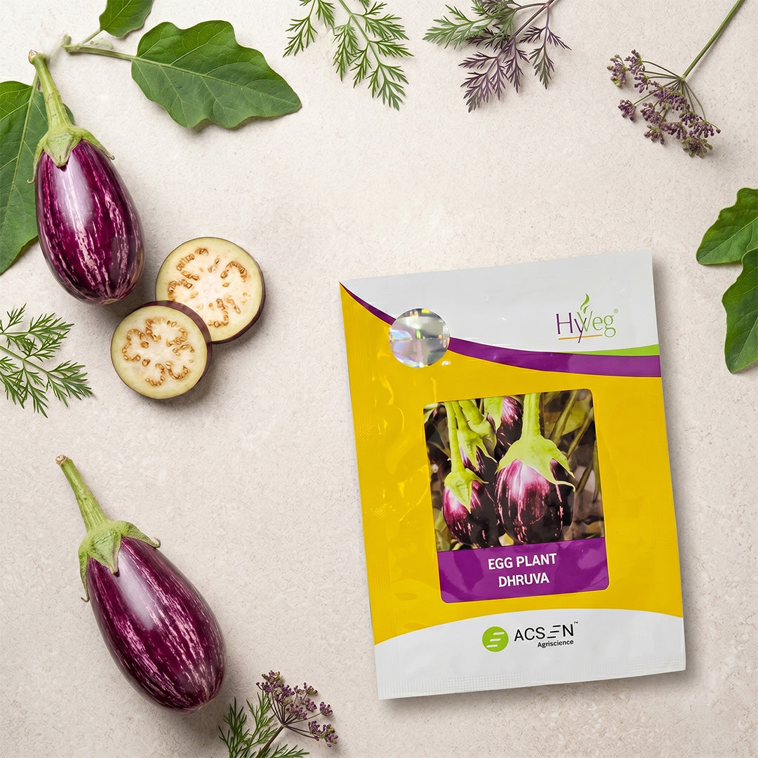 Brinjal Rasi Dhruva Seeds Online | Dhartibeej