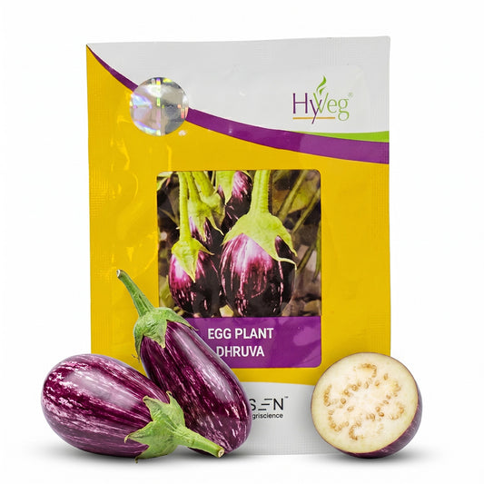 Brinjal Rasi Dhruva Seeds Online | Dhartibeej