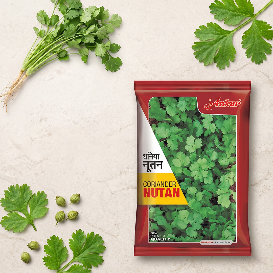 Coriander Ankur Nutan Seeds Online | Dhartibeej