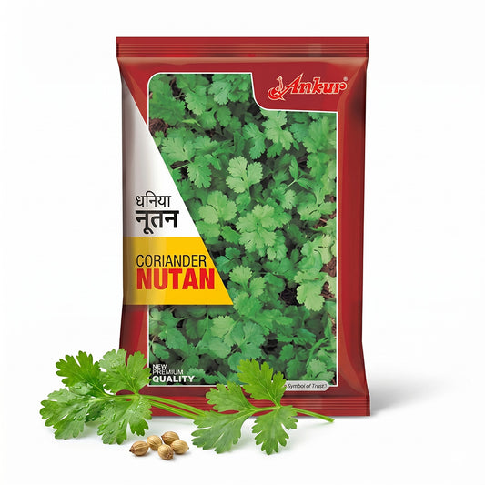 Coriander Ankur Nutan Seeds Online | Dhartibeej