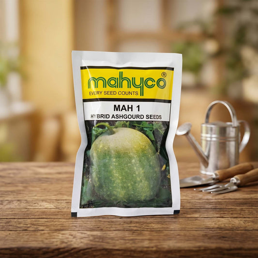 Ashgourd Mahyco Mah 1 Seeds for High Yield Farming | Dhartibeej