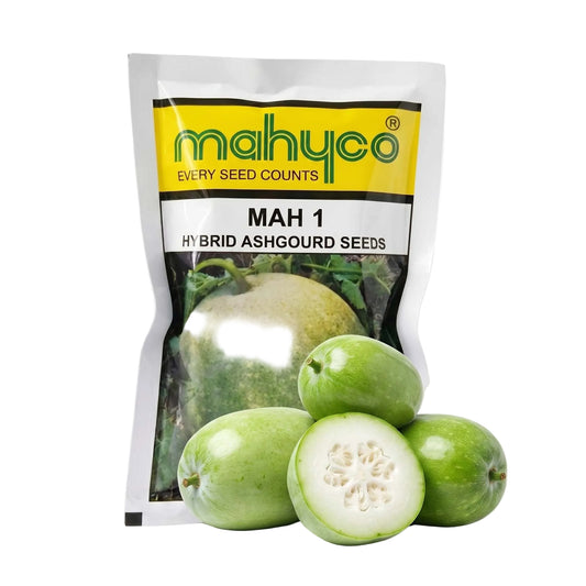 Ashgourd Mahyco Mah 1 Seeds for High Yield Farming | Dhartibeej