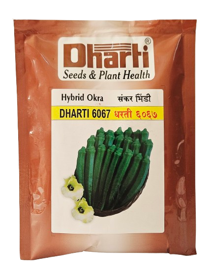 Bhendi Dharti 6067 Seeds Online India – Dhartibeej