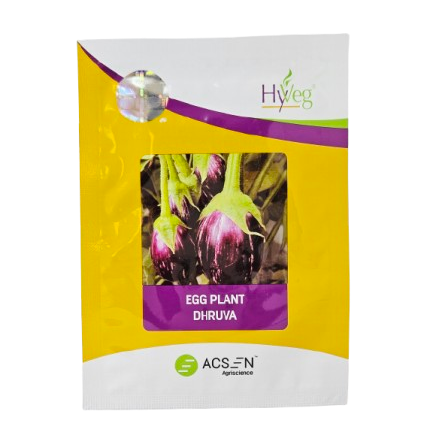 Brinjal Rasi Dhruva Seeds Online India – Dhartibeej