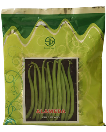Buy Beans Kaveri Alameda Seeds Online in India – Dhartibeej
