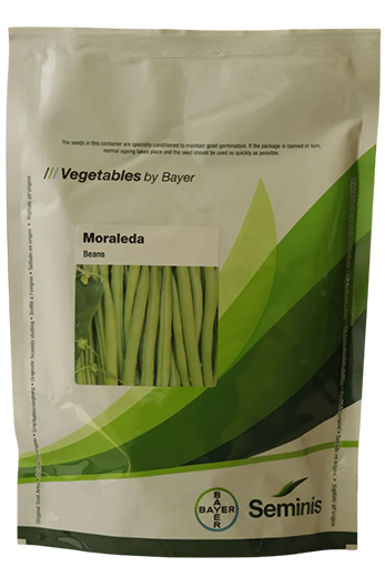 Beans Monsanto Moraleda Seeds Online India – Dhartibeej
